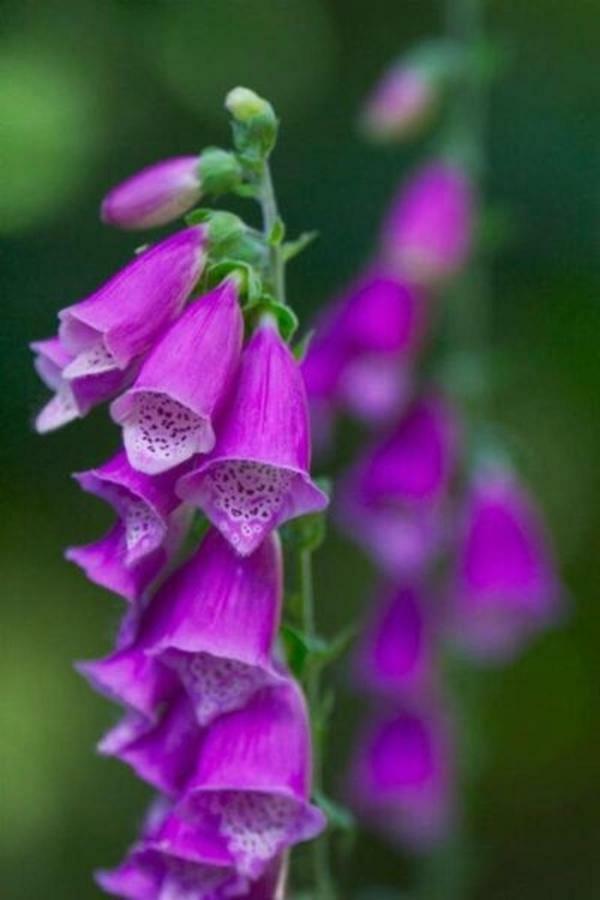 Foxglove House Knights Town Bagian luar foto